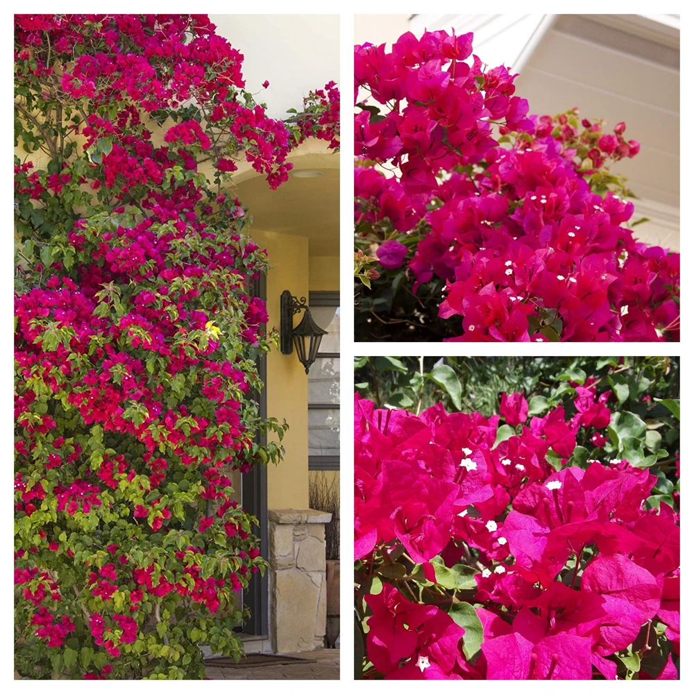Bougainvillea Live Plant – Barbara Karst Starter Plants – 2 Pack – Bright Red Flowers – Outdoor - Image 1