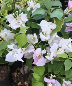 Bougainvillea Live Plant - Variegated 'Coconut Ice' - Pink & White, 2-Pack, 5-9 Inches Tall - Image 2
