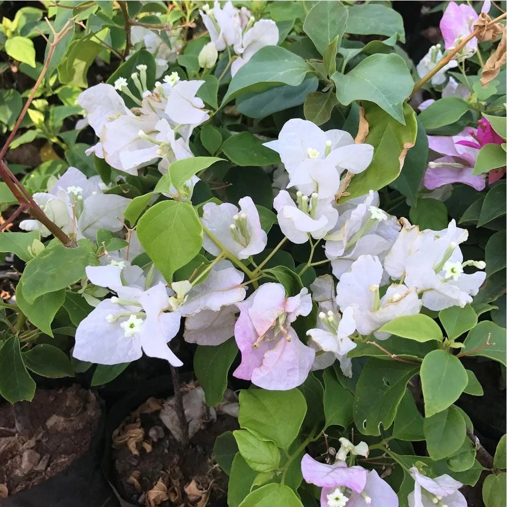 Bougainvillea Live Plant - Variegated 'Coconut Ice' - Pink & White, 2-Pack, 5-9 Inches Tall - Image 2