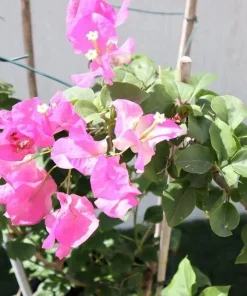Bougainvillea Live Plant - Variegated 'Coconut Ice' - Pink & White, 2-Pack, 5-9 Inches Tall - Image 3
