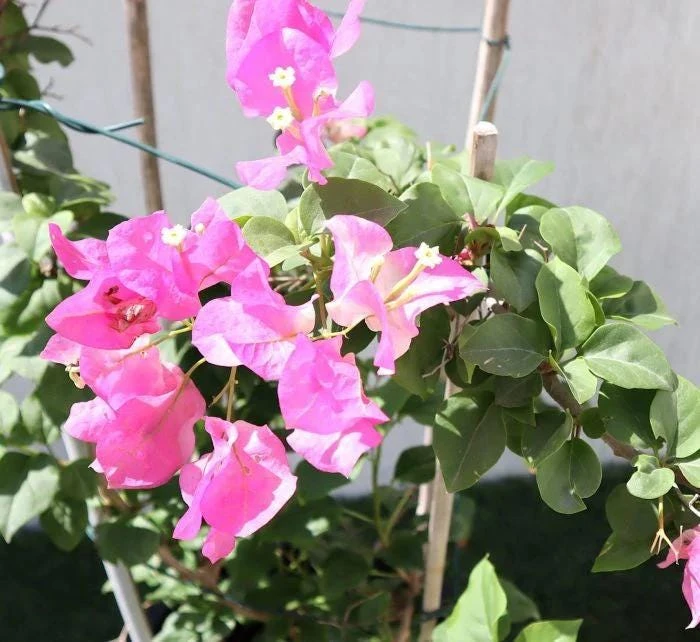 Bougainvillea Live Plant - Variegated 'Coconut Ice' - Pink & White, 2-Pack, 5-9 Inches Tall - Image 3
