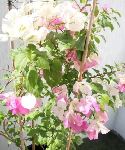 Bougainvillea Live Plant - Variegated 'Coconut Ice' - Pink & White, 2-Pack, 5-9 Inches Tall - Image 4