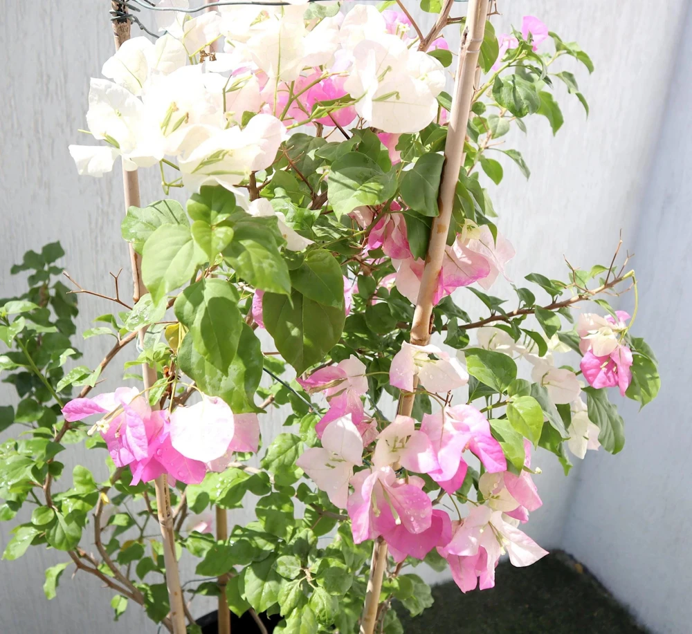 Bougainvillea Live Plant - Variegated 'Coconut Ice' - Pink & White, 2-Pack, 5-9 Inches Tall - Image 4