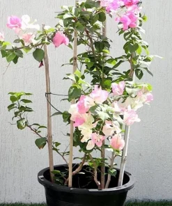 Bougainvillea Live Plant - Variegated 'Coconut Ice' - Pink & White, 2-Pack, 5-9 Inches Tall - Image 5