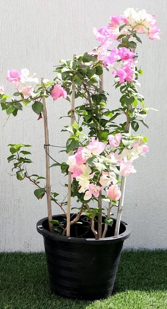Bougainvillea Live Plant - Variegated 'Coconut Ice' - Pink & White, 2-Pack, 5-9 Inches Tall - Image 5