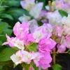 Bougainvillea Live Plant - Variegated 'Coconut Ice' - Pink & White, 2-Pack, 5-9 Inches Tall - Image 1