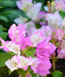 Bougainvillea Live Plant - Variegated 'Coconut Ice' - Pink & White, 2-Pack, 5-9 Inches Tall - Image 1