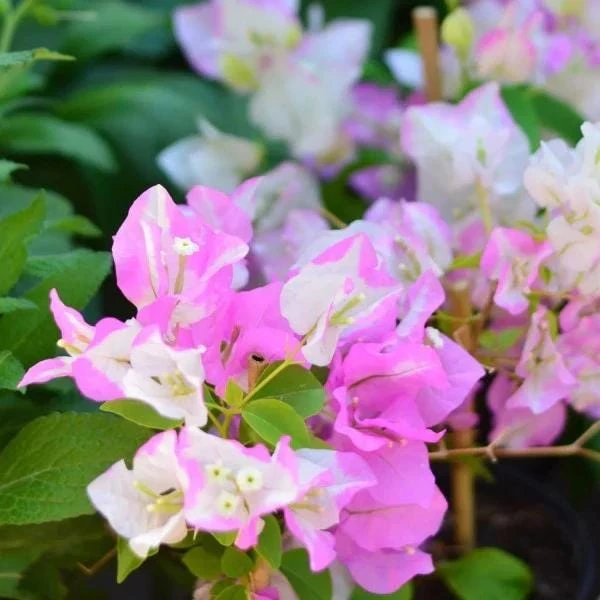 Bougainvillea Live Plant - Variegated 'Coconut Ice' - Pink & White, 2-Pack, 5-9 Inches Tall - Image 1