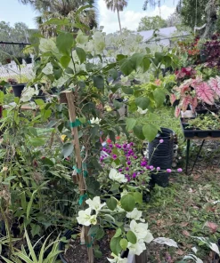 Bougainvillea Live Plant - Vibrant Flowering Vine & Shrub - Image 2