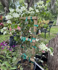 Bougainvillea Live Plant - Vibrant Flowering Vine & Shrub - Image 1