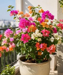 Bougainvillea Live Plants, Set of 4 Mixed, 4-7 Inches Tall, Tropical Flowering - Image 2
