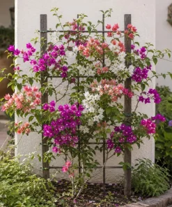 Bougainvillea Live Plants, Set of 4 Mixed, 4-7 Inches Tall, Tropical Flowering - Image 3