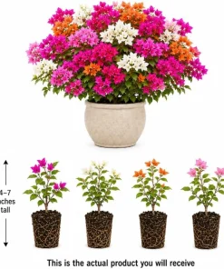 Bougainvillea Live Plants, Set of 4 Mixed, 4-7 Inches Tall, Tropical Flowering - Image 4