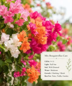Bougainvillea Live Plants, Set of 4 Mixed, 4-7 Inches Tall, Tropical Flowering - Image 5