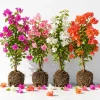 Bougainvillea Live Plants, Set of 4 Mixed, 4-7 Inches Tall, Tropical Flowering - Image 1