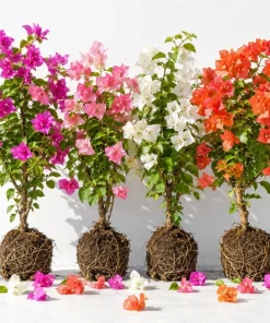 Bougainvillea Live Plants, Set of 4 Mixed, 4-7 Inches Tall, Tropical Flowering - Image 1