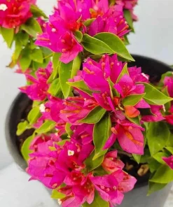 Bougainvillea Pixie Pink Live Plant – Dwarf Shrub – 2-Pack – 5-9 in Tall – Pink Blooms - Image 2