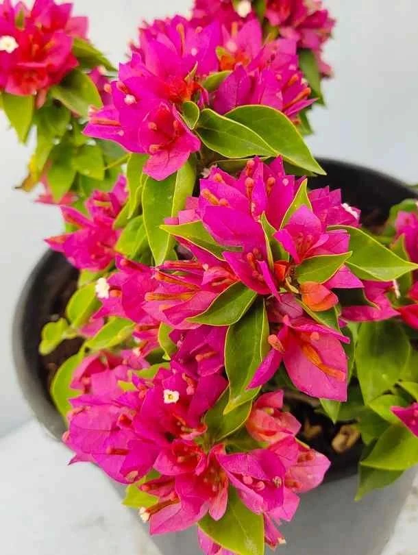 Bougainvillea Pixie Pink Live Plant – Dwarf Shrub – 2-Pack – 5-9 in Tall – Pink Blooms - Image 2