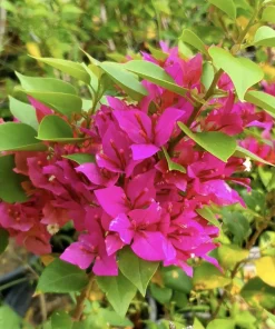 Bougainvillea Pixie Pink Live Plant – Dwarf Shrub – 2-Pack – 5-9 in Tall – Pink Blooms - Image 3