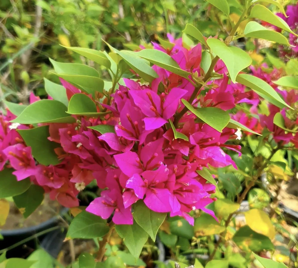 Bougainvillea Pixie Pink Live Plant – Dwarf Shrub – 2-Pack – 5-9 in Tall – Pink Blooms - Image 3