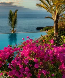 Bougainvillea Pixie Pink Live Plant – Dwarf Shrub – 2-Pack – 5-9 in Tall – Pink Blooms - Image 4