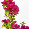 Bougainvillea Pixie Pink Live Plant – Dwarf Shrub – 2-Pack – 5-9 in Tall – Pink Blooms - Image 1