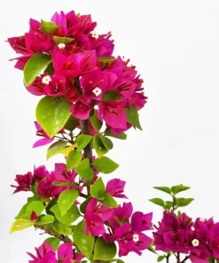 Bougainvillea Pixie Pink Live Plant – Dwarf Shrub – 2-Pack – 5-9 in Tall – Pink Blooms - Image 1