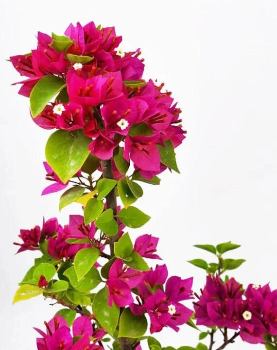 Bougainvillea Pixie Pink Live Plant – Dwarf Shrub – 2-Pack – 5-9 in Tall – Pink Blooms - Image 1
