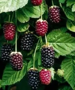 Boysenberry Live Plant - Fruit Berry Bush for Home Garden, Easy Grow - Image 2