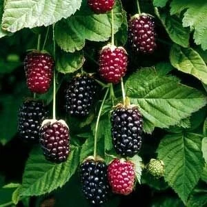 Boysenberry Live Plant - Fruit Berry Bush for Home Garden, Easy Grow - Image 2