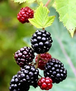 Boysenberry Live Plant - Fruit Berry Bush for Home Garden, Easy Grow - Image 4