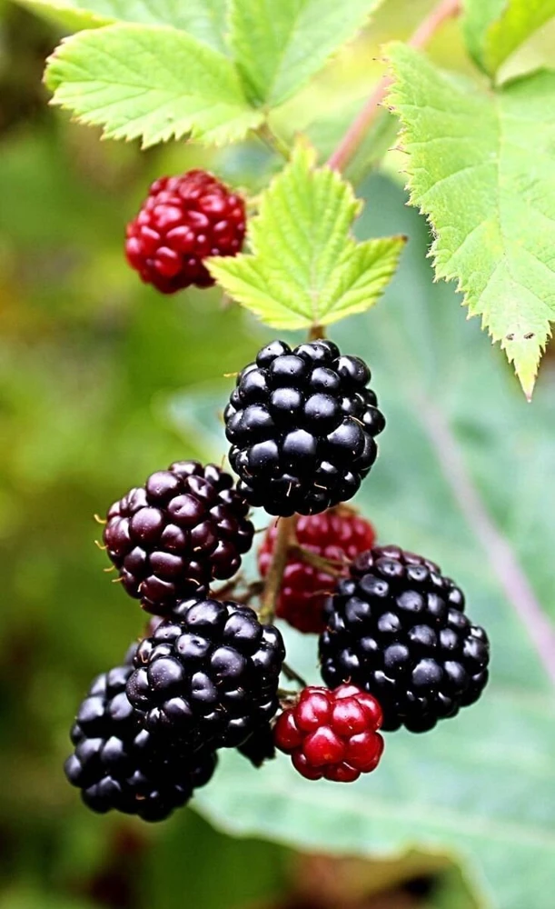 Boysenberry Live Plant - Fruit Berry Bush for Home Garden, Easy Grow - Image 4