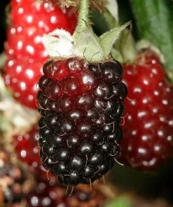 Boysenberry Live Plant - Fruit Berry Bush for Home Garden, Easy Grow - Image 5