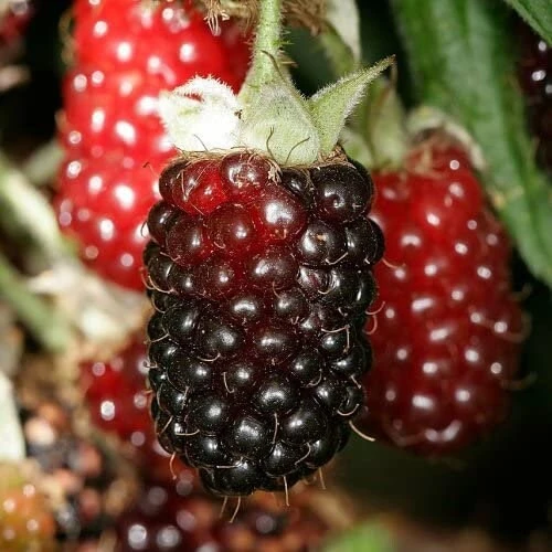Boysenberry Live Plant - Fruit Berry Bush for Home Garden, Easy Grow - Image 5