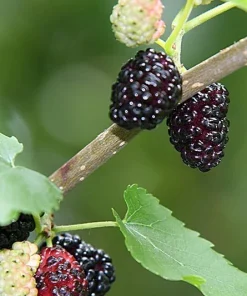 Boysenberry Live Plant - Fruit Berry Bush for Home Garden, Easy Grow - Image 6