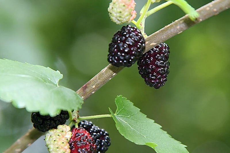 Boysenberry Live Plant - Fruit Berry Bush for Home Garden, Easy Grow - Image 6