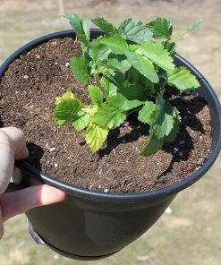 Boysenberry Live Plant - Fruit Berry Bush for Home Garden, Easy Grow - Image 7