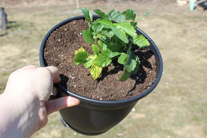 Boysenberry Live Plant - Fruit Berry Bush for Home Garden, Easy Grow - Image 7