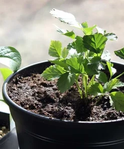 Boysenberry Live Plant - Fruit Berry Bush for Home Garden, Easy Grow - Image 8