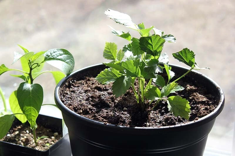 Boysenberry Live Plant - Fruit Berry Bush for Home Garden, Easy Grow - Image 8