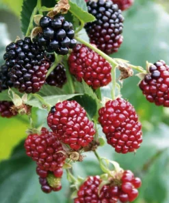 Boysenberry Live Plant - Fruit Berry Bush for Home Garden, Easy Grow - Image 9