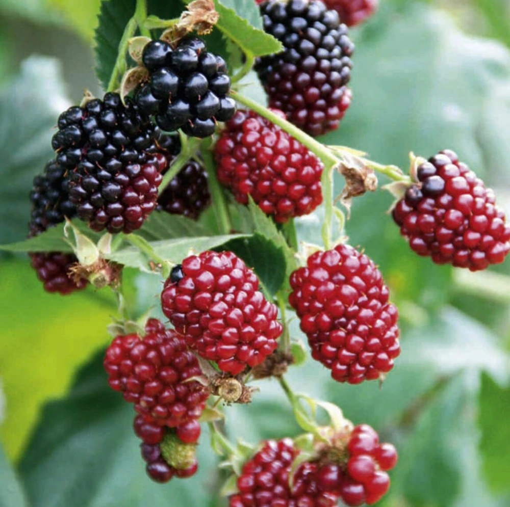 Boysenberry Live Plant - Fruit Berry Bush for Home Garden, Easy Grow - Image 9
