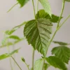Boysenberry Live Plant - Fruit Berry Bush for Home Garden, Easy Grow - Image 1