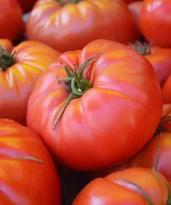 Brandywine Red Tomato Seeds - 30 Heirloom Beefsteak Tomato Seeds - Image 1