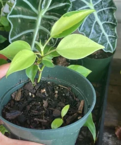Brazil Philodendron Live Plant - Philodendron hederaceum 'Brasil' Variegated Houseplant - Image 2