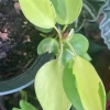 Brazil Philodendron Live Plant - Philodendron hederaceum 'Brasil' Variegated Houseplant - Image 1