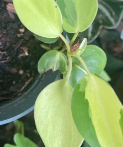 Brazil Philodendron Live Plant - Philodendron hederaceum 'Brasil' Variegated Houseplant - Image 1