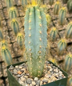 Brazilian Blue Cactus Pilosocereus Azureus Live Plant 4" Pot Blue Columnar - Image 2