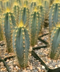 Brazilian Blue Cactus Pilosocereus Azureus Live Plant 4