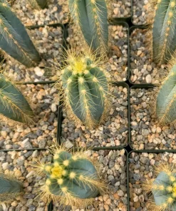 Brazilian Blue Cactus Pilosocereus Azureus Live Plant 4